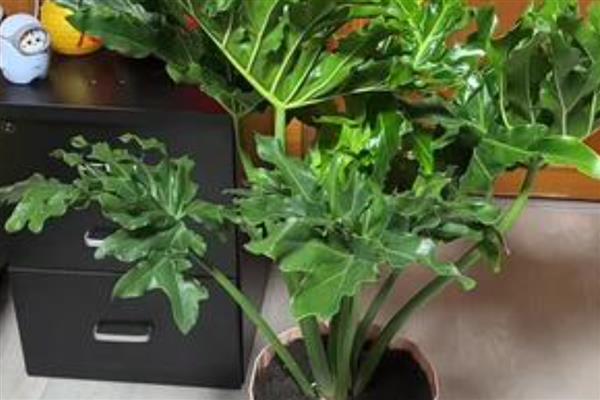 龙鳞春羽如何养殖，每隔3-6天给植株浇水一次