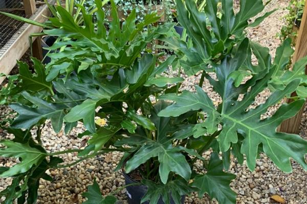 龙鳞春羽如何养殖，每隔3-6天给植株浇水一次