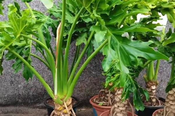 龙鳞春羽如何养殖，每隔3-6天给植株浇水一次