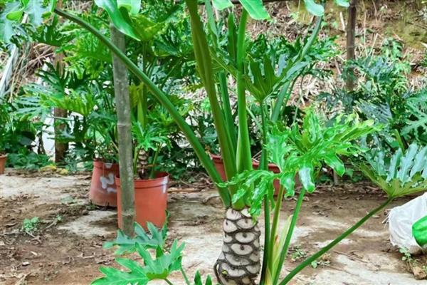 龙鳞春羽如何养殖，每隔3-6天给植株浇水一次