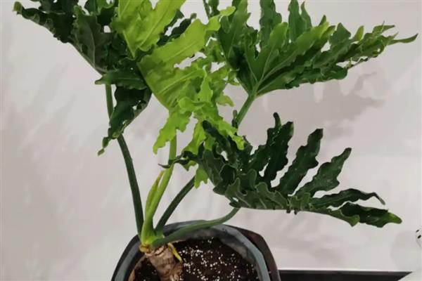 龙鳞春羽如何养殖，每隔3-6天给植株浇水一次