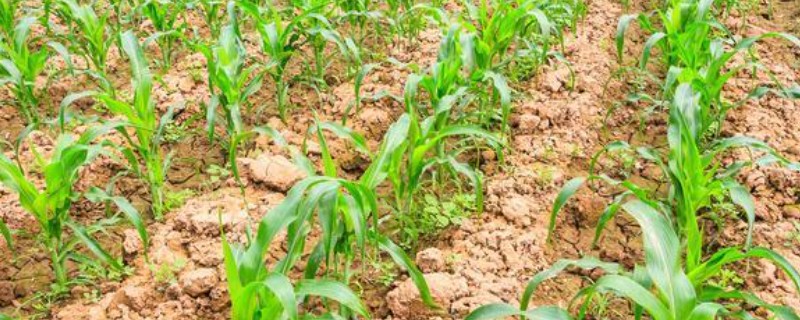 玉米苗拧似绳的原因，可能是蓟马所致
