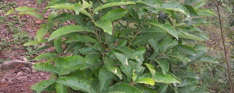 青冈木是哪种树木，是青冈树