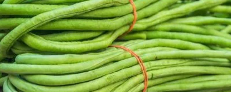 豇豆的亩产量，多为1700-3000公斤左右一亩