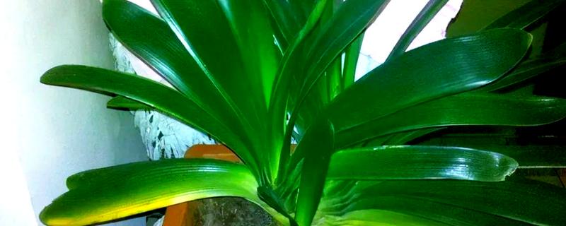 君子兰的叶片能不能掰掉，枯叶、老叶、细弱叶等不良叶片可以去除