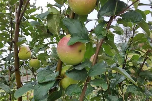 苹果里面发霉了还可以吃吗，发霉的苹果不能吃