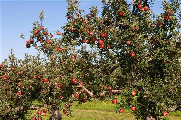 苹果里面发霉了还可以吃吗，发霉的苹果不能吃