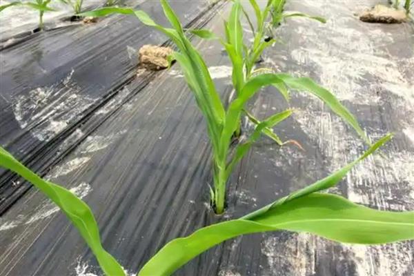 玉米苗拧似绳的原因，可能是蓟马所致