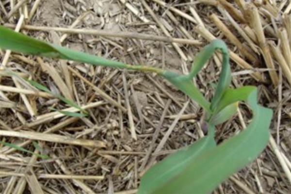 玉米苗拧似绳的原因，可能是蓟马所致