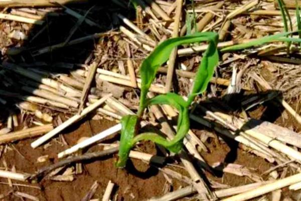 玉米苗拧似绳的原因，可能是蓟马所致