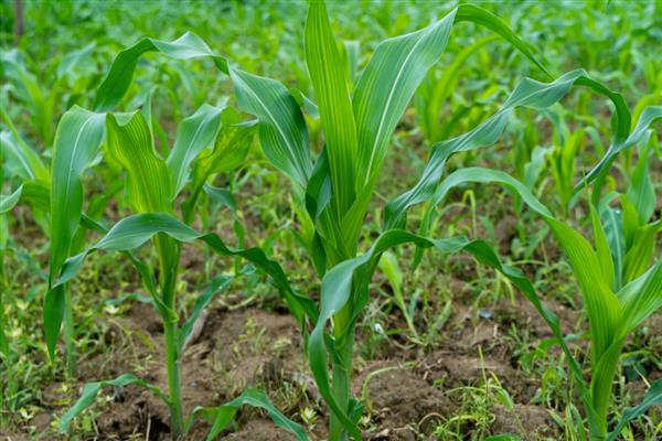 玉米苗拧似绳的原因，可能是蓟马所致