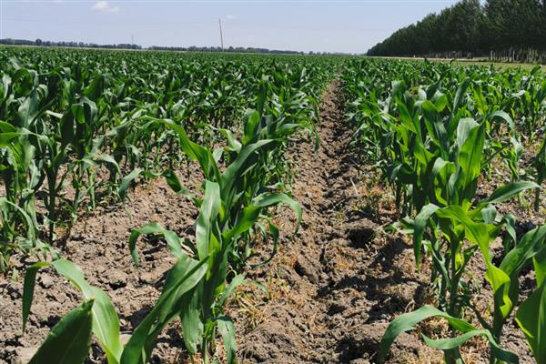 玉米苗拧似绳的原因，可能是蓟马所致