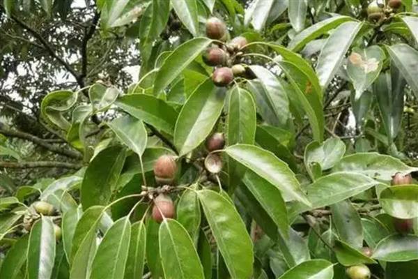 青冈木是哪种树木，是青冈树