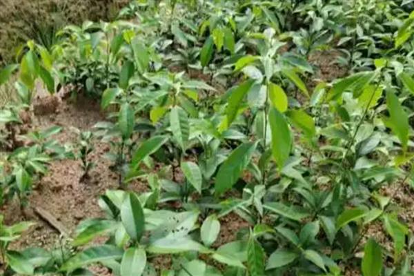 青冈木是哪种树木，是青冈树