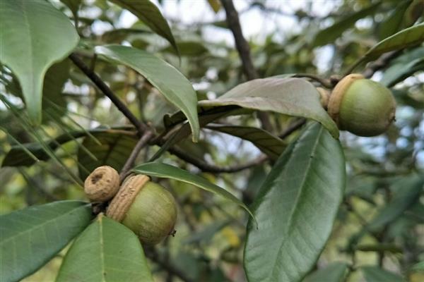 青冈木是哪种树木，是青冈树