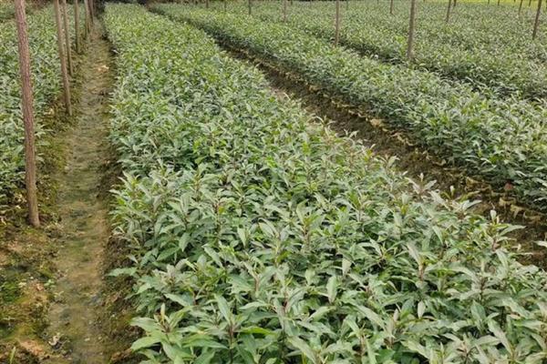 青冈木是哪种树木，是青冈树