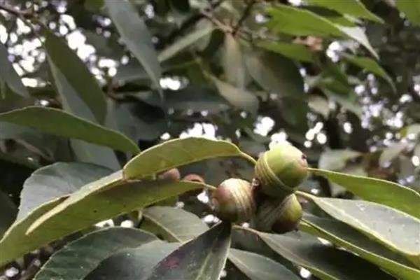 青冈木是哪种树木，是青冈树