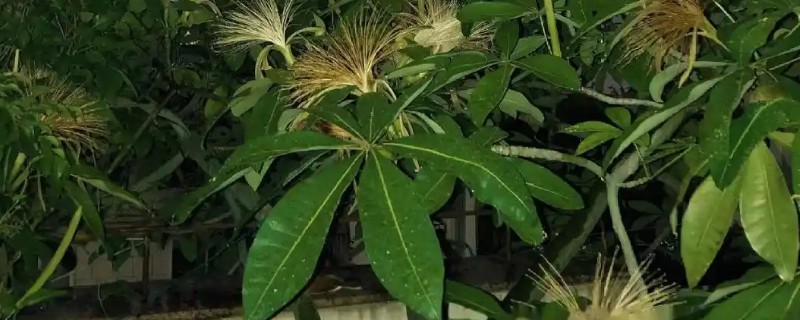 砍头的发财树如何长高，放在采光较好的地方养护