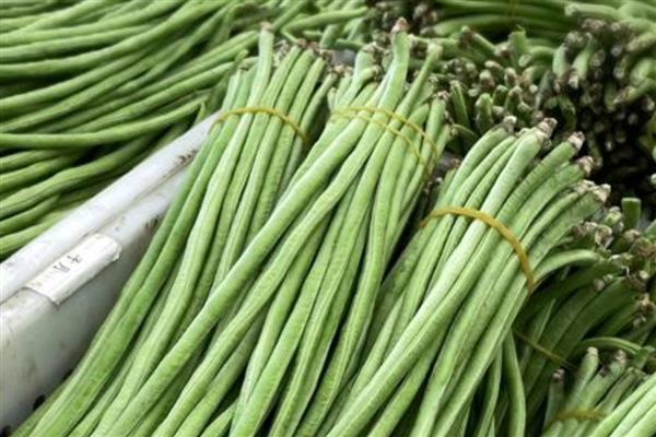 豇豆的亩产量，多为1700-3000公斤左右一亩