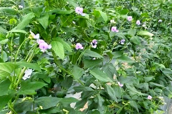 豇豆的亩产量，多为1700-3000公斤左右一亩