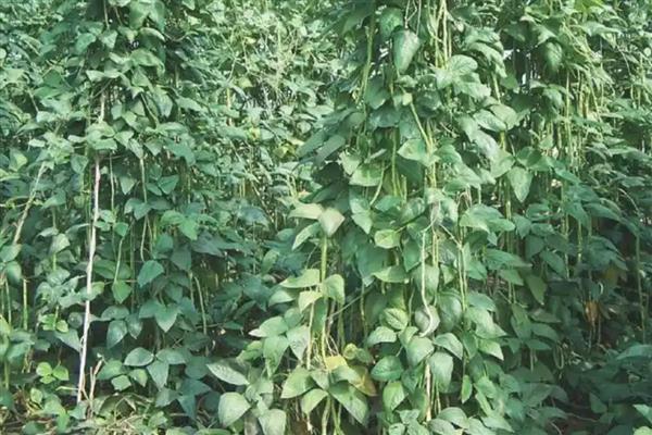 豇豆的亩产量，多为1700-3000公斤左右一亩