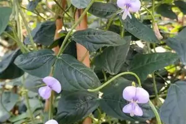 豇豆的亩产量，多为1700-3000公斤左右一亩