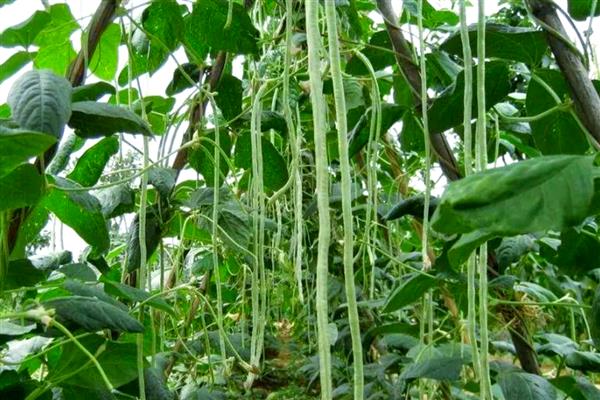 豇豆的亩产量，多为1700-3000公斤左右一亩