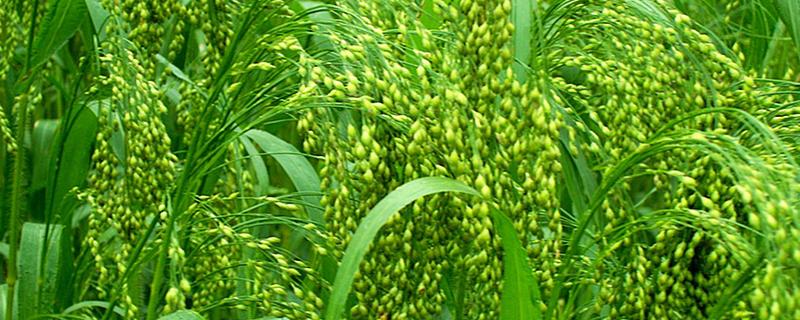 农作物五谷是什么，是黍、稷、麦、菽、稻