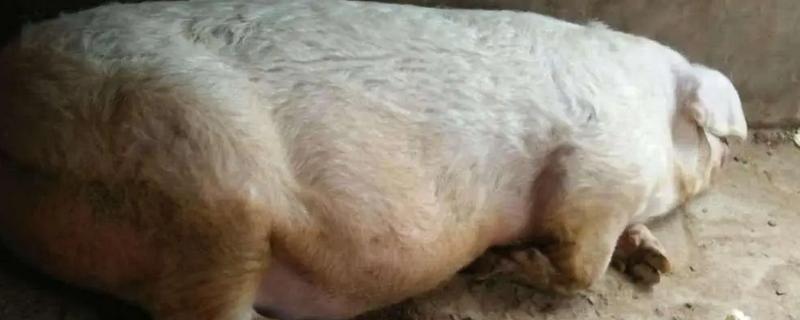 母猪流产的原因，可能合群不当或应激反应所致