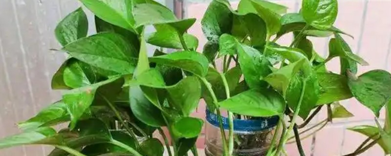 有哪些水养植物，推荐风信子、绿萝等