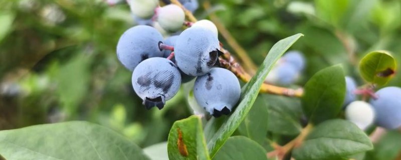 蓝莓的丰产栽培技术,可以选择氮磷钾复合肥施肥