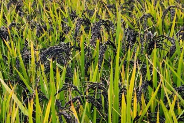 黑米的种植技术，待幼苗生长到15cm时即可进行移栽