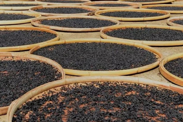 黑米的种植技术，待幼苗生长到15cm时即可进行移栽