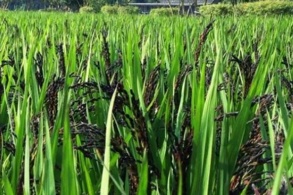 黑米的种植技术，待幼苗生长到15cm时即可进行移栽