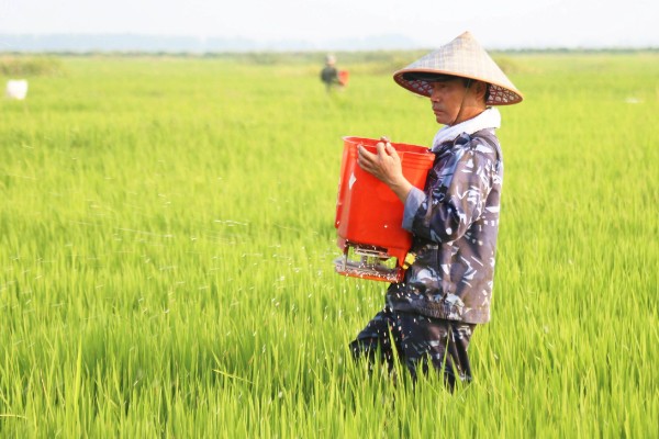 黑米的种植技术，待幼苗生长到15cm时即可进行移栽