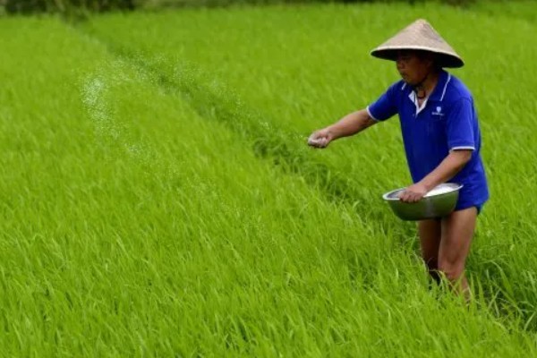 黑米的种植技术，待幼苗生长到15cm时即可进行移栽