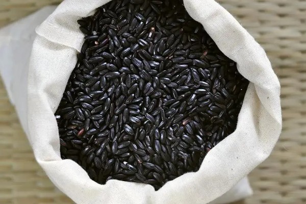 黑米的种植技术，待幼苗生长到15cm时即可进行移栽