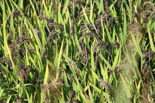 黑米的种植技术，待幼苗生长到15cm时即可进行移栽