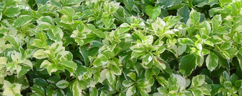 红雀珊瑚怎么扦插,选取去年的健壮枝条做插穗