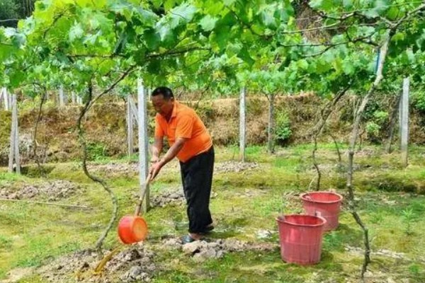 阳光玫瑰青提的产地，产地在中国陕西、宁夏等