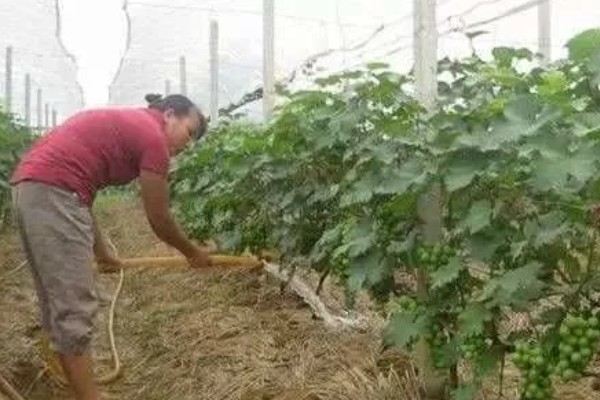 阳光玫瑰青提的产地，产地在中国陕西、宁夏等