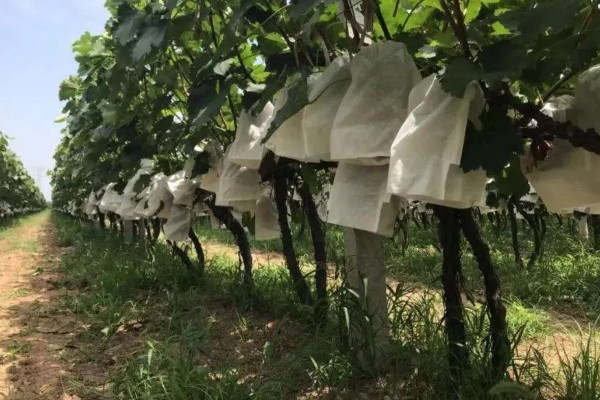 阳光玫瑰青提的产地，产地在中国陕西、宁夏等