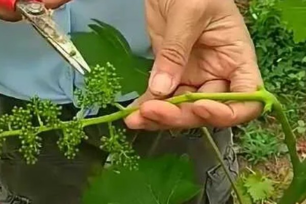 阳光玫瑰青提的产地，产地在中国陕西、宁夏等