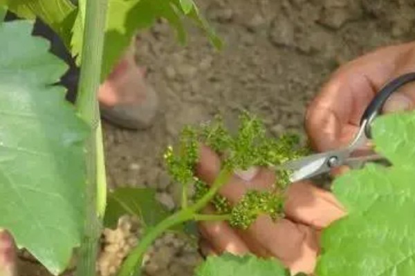 阳光玫瑰青提的产地，产地在中国陕西、宁夏等