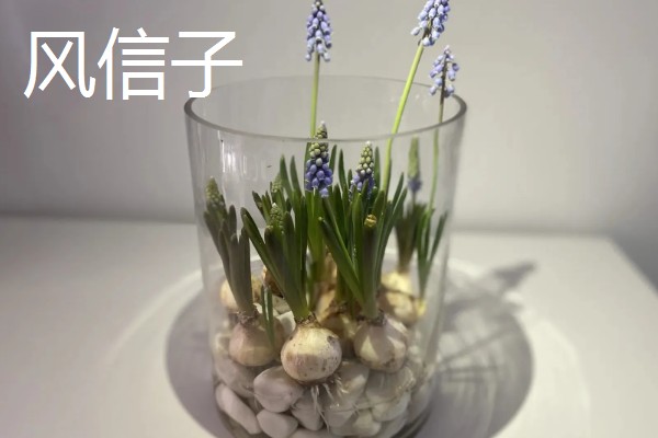 有哪些水养植物，推荐风信子、绿萝等