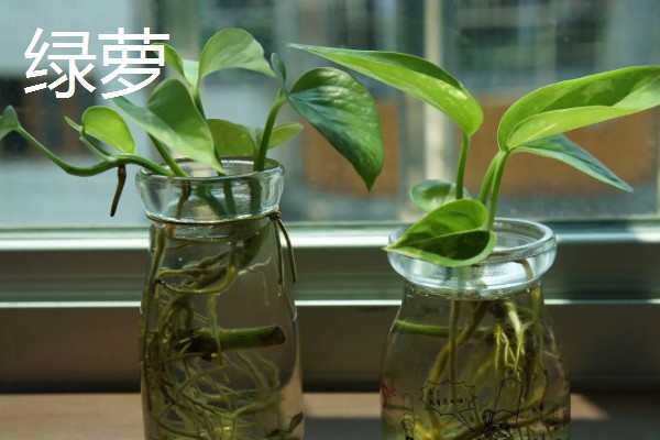 有哪些水养植物，推荐风信子、绿萝等
