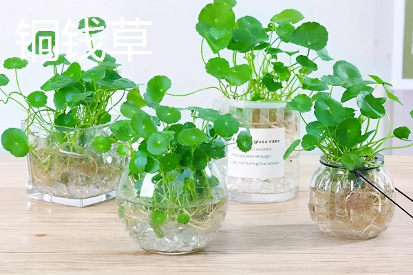 有哪些水养植物，推荐风信子、绿萝等