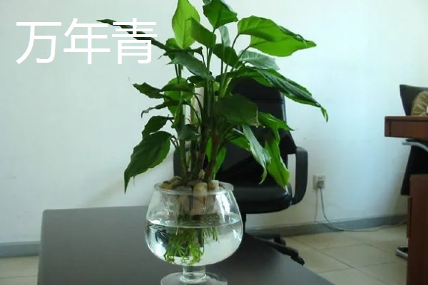 有哪些水养植物，推荐风信子、绿萝等