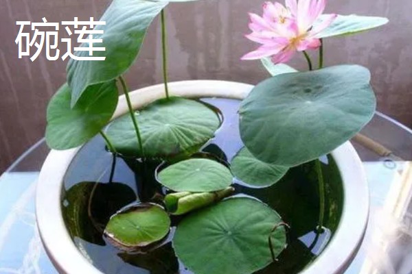 有哪些水养植物，推荐风信子、绿萝等