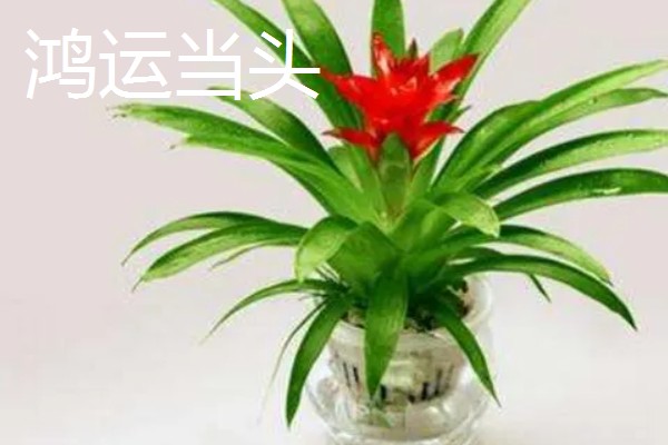 有哪些水养植物，推荐风信子、绿萝等